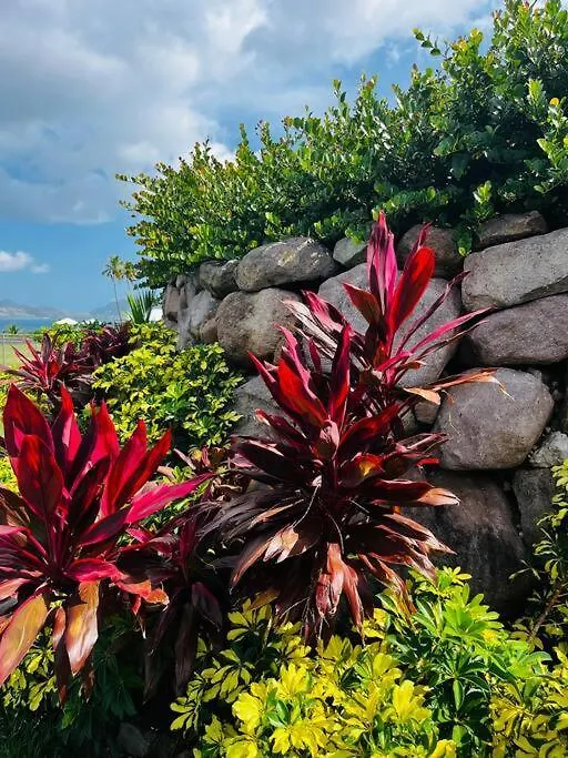 Welcome To Yaretzibernal At Ma Il Dotcom Cotton Ground 0*,  Saint Kitts & Nevis